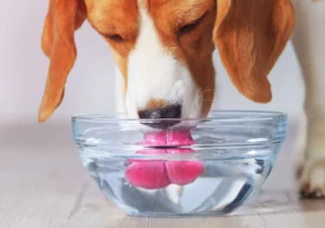 Hydrogen Water for Pets and Dogs